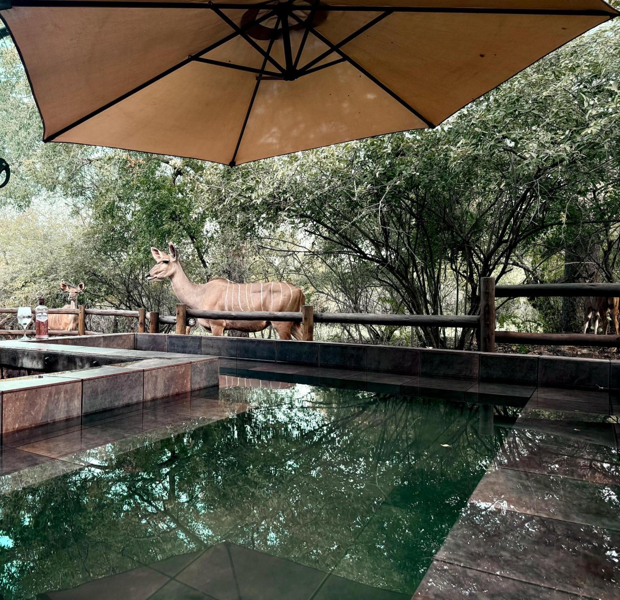 Sounds Of Kruger Safari Villa