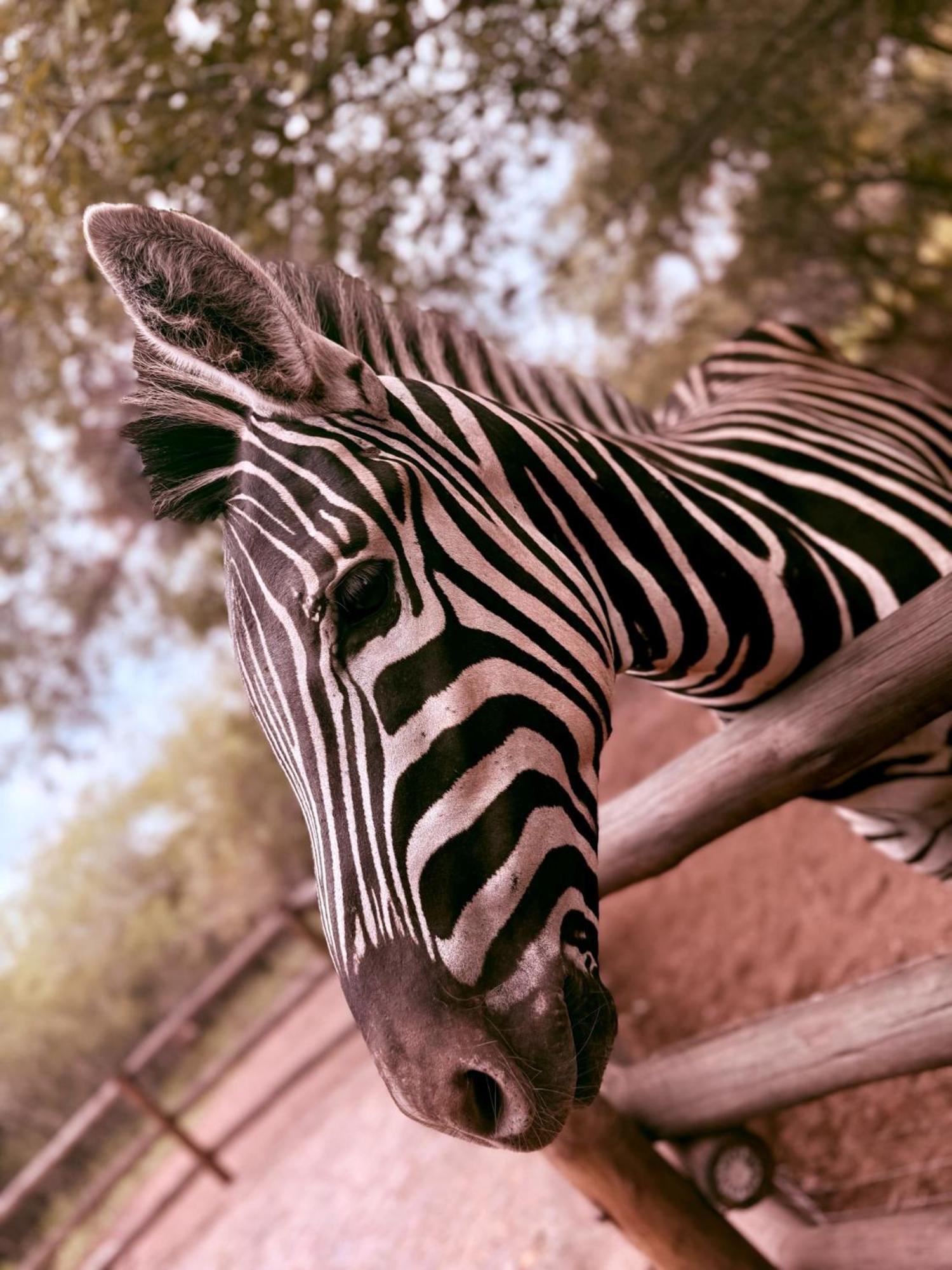 Sounds Of Kruger Safari Marloth Park