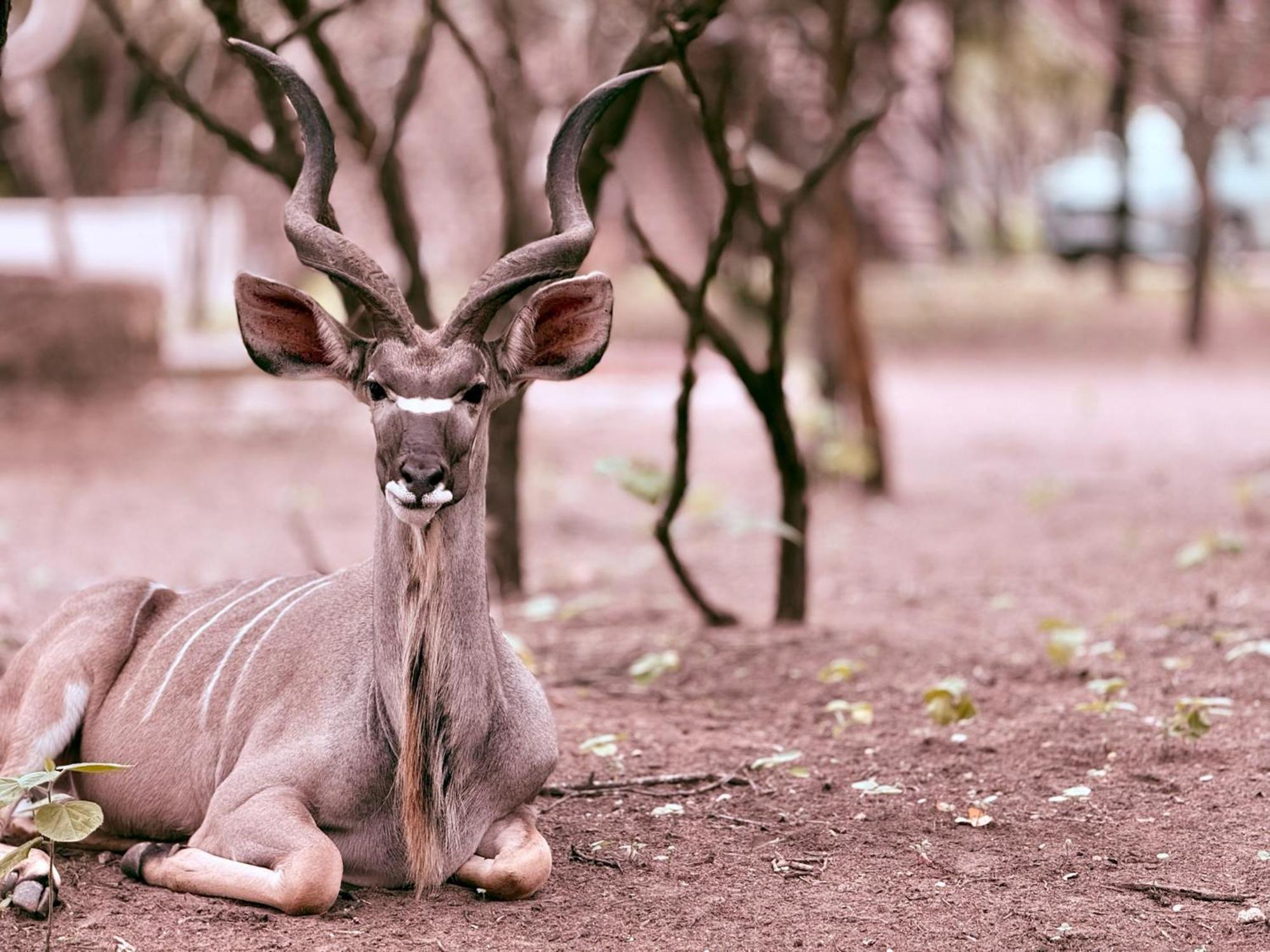 Sounds Of Kruger Safari Villa *